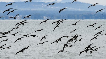 Ein bundesweites Management des Kormoran-Bestands wird es nicht geben. Die CDU/CSU-Fraktion scheiterte im Umweltausschuss des Bundestags mit einem Antrag, den als Fischjäger gefürchteten Vogel zu kontrollieren.  / Foto: Felix Kästle/dpa