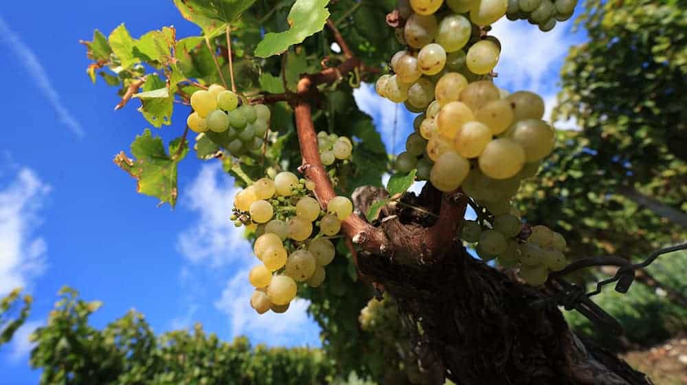 Die Weinlese in Franken neigt sich dem Ende.  / Foto: Karl-Josef Hildenbrand/dpa