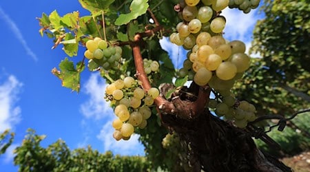 Die Weinlese in Franken neigt sich dem Ende.  / Foto: Karl-Josef Hildenbrand/dpa