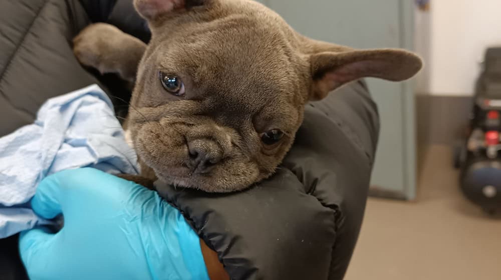 Neben zwei Kleinspitzwelpen waren laut Polizei auch zwei Französische Bulldoggen in dem Transporter in der Oberpfalz. / Foto: Bundespolizei/dpa