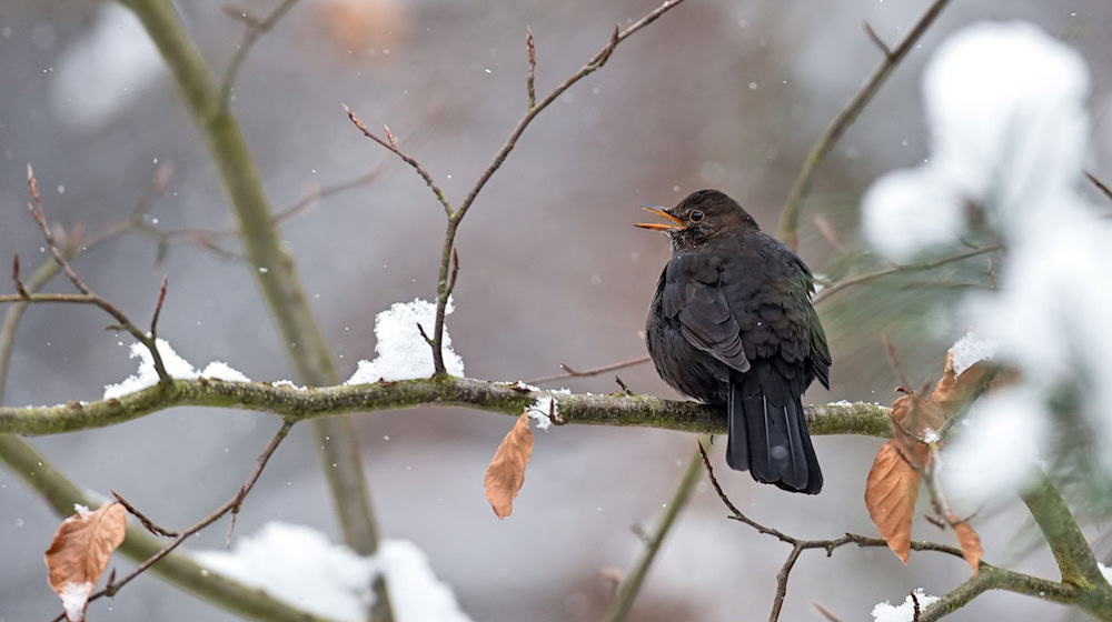 Gerade zur Verbreitung häufiger Arten wie der Amsel im Winter fehlen Daten (Archivbild). / Foto: Patrick Pleul/dpa-Zentralbild/dpa