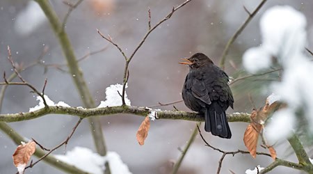 Gerade zur Verbreitung häufiger Arten wie der Amsel im Winter fehlen Daten (Archivbild). / Foto: Patrick Pleul/dpa-Zentralbild/dpa