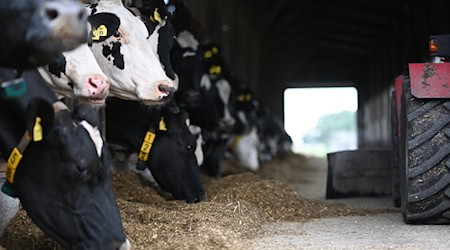 Die Kühe brauchen Futter, auch wenn der Landwirt ausfällt. (Archivbild) / Foto: Lars Penning/dpa