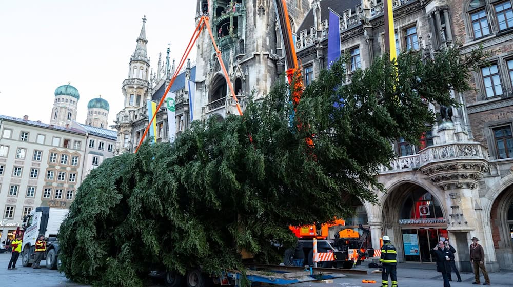 Nach 60 Kilometern Reise kam die Tanne vor dem Neuen Rathaus an. / Foto: Lennart Preiss/dpa