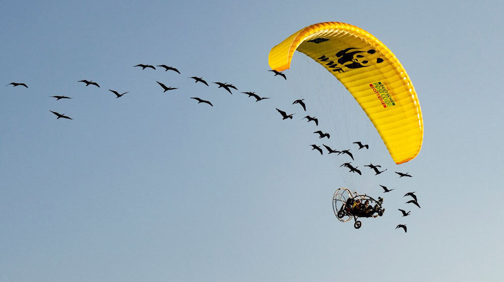 Teile der Strecke mussten die seltenen Vögel auch im Auto zurücklegen. / Foto: Gunnar Hartmann/Waldrappteam Conservation and Research/dpa