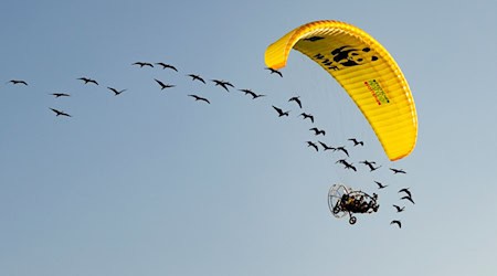 Teile der Strecke mussten die seltenen Vögel auch im Auto zurücklegen. / Foto: Gunnar Hartmann/Waldrappteam Conservation and Research/dpa