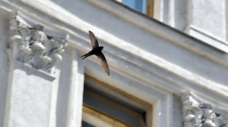 Mit Linienmustern oder Punktrastern auf Glasflächen könnte man den Vogelschlag reduzieren. (Symbolbild) / Foto: -/ukrin/dpa