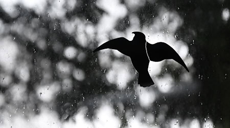 Der Landesbund für Vogelschutz ruft zu mehr Umsicht im Umgang mit den Zugvögeln auf. (Symbolbild) / Foto: Britta Pedersen/dpa