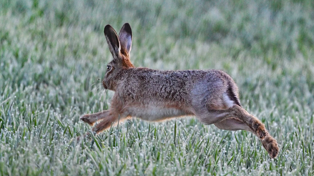 Tularämie kommt überwiegend bei Feldhasen vor, kann aber auch auf andere Tiere oder Menschen übertragen werden.  / Foto: Patrick Pleul/dpa