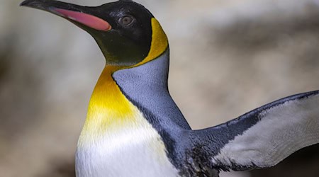 Zwei Jahre lang wurde die Polaranlage im Münchner Tierpark Hellabrunn saniert. Nun sind 22 Pinguine wieder zurückgekehrt. / Foto: Peter Kneffel/dpa