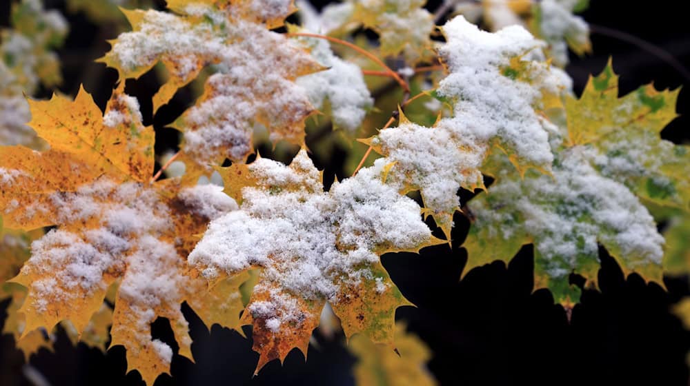 Der Deutsche Wetterdienst erwartet für die kommenden Tage Schnee in Bayern bis in tiefere Lagen um 300 Meter. (Archivbild) / Foto: Karl-Josef Hildenbrand/dpa