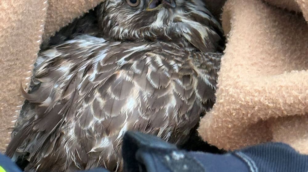 Tierischer Einsatz für die Polizei in Oberfranken: Die Beamten mussten einen verletzten Vogel an einer Autobahnbaustelle einfangen.  / Foto: -/Verkehrspolizei Hof/dpa