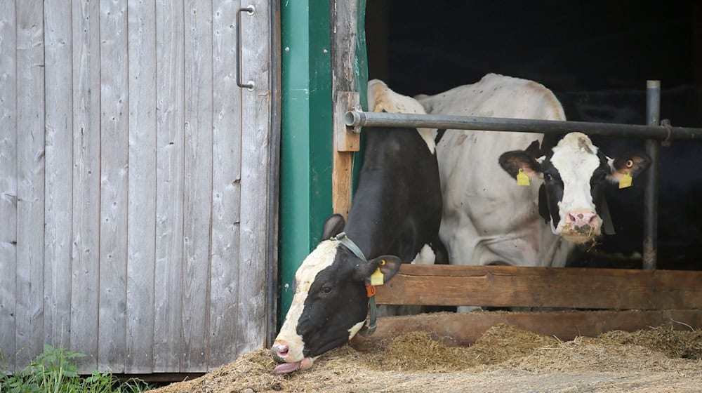 Erneut stehen Landwirte im Allgäuer Tierschutzskandal vor dem Landgericht Memmingen. (Archivbild) / Foto: Karl-Josef Hildenbrand/dpa