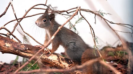 Normalerweise überqueren Eichhörnchen Straßen, indem sie von Baum zu Baum springen. (Symbolbild) / Foto: Pia Bayer/dpa