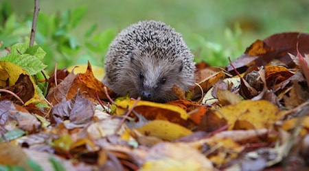 Tierheime in Bayern haben keinen Platz mehr für Igel. (Symbolbild) / Foto: Karl-Josef Hildenbrand/dpa/dpa-tmn