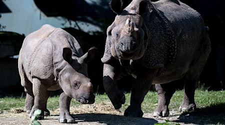 Nashorn-Mama Rapti (rechts) starb im Alter von 35 Jahren (Archivbild von 2016).  / Foto: picture alliance / dpa