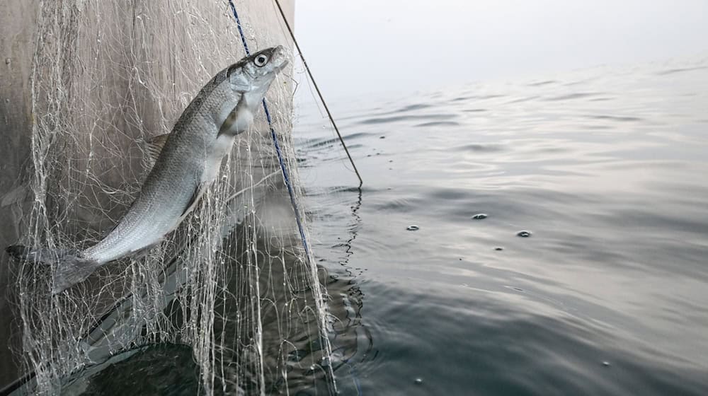 Berufsfischer fahren in den kommenden beiden Wochen an wenigen Tagen auf den See, um laichbereite Fische zu fangen. (Archivbild) / Foto: Felix Kästle/dpa