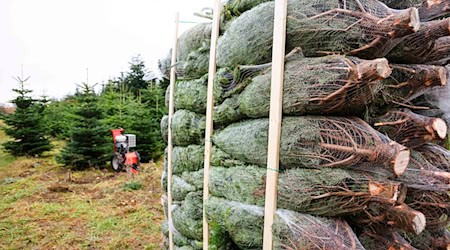 Natürliche Weihnachtsbäume gehören für viele Menschen immer noch fest zum Weihnachtsfest dazu. / Foto: Frank Molter/dpa