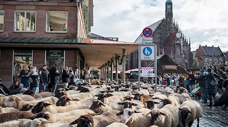 Der Schafzug durch die Innenstadt zieht mittlerweile viele Schaulustige an.  / Foto: Daniel Vogl/dpa