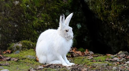 Alpenschneehasen tragen im Winter weiße, luftgefüllt Haare und eine feine Unterwolle (Handout).  / Foto: Stefan Huwiler/Imagebroker/ DeutscheWildtierStiftung/dpa