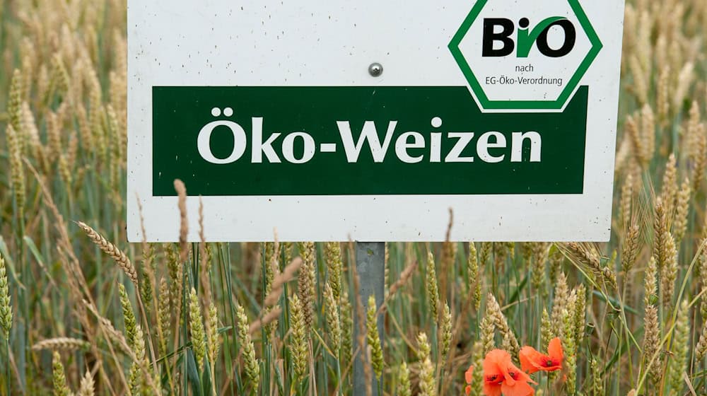 Der Ökolandbau ist in Bayern trotz gesetzlich festgelegter Ausbauziele noch immer eher die Ausnahme als die Regel. (Archivbild) / Foto: picture alliance / dpa