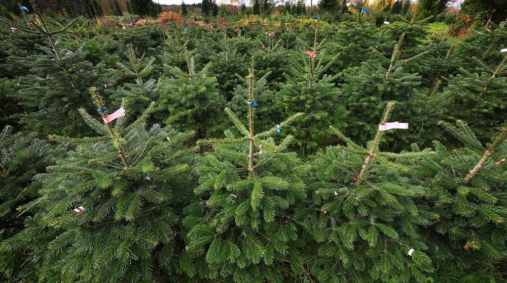 Rund 200 Christbäume haben Diebe im Landkreis Landshut gestohlen. (Archivbild) / Foto: Karl-Josef Hildenbrand/dpa