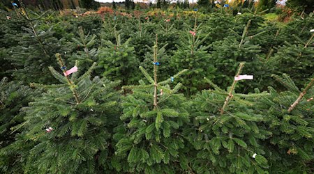 Rund 200 Christbäume haben Diebe im Landkreis Landshut gestohlen. (Archivbild) / Foto: Karl-Josef Hildenbrand/dpa