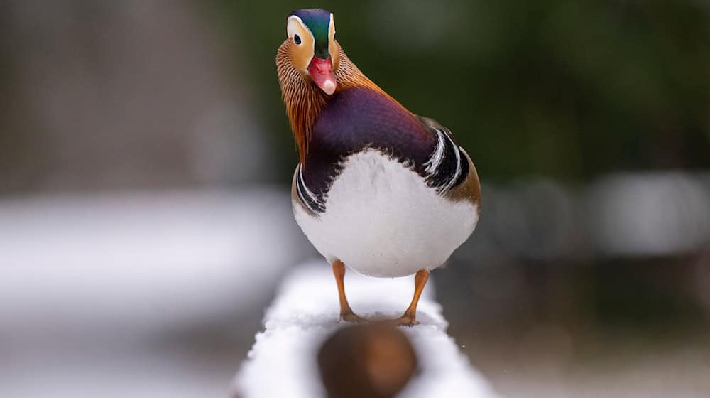 Das Amt für Verbraucherschutz und Veterinärwesen der Stadt Augsburg meldet drei Fälle von Vogelgrippe im Zoo Augsburg. (Archivbild) / Foto: Monika Skolimowska/dpa