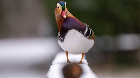 Das Amt für Verbraucherschutz und Veterinärwesen der Stadt Augsburg meldet drei Fälle von Vogelgrippe im Zoo Augsburg. (Archivbild) / Foto: Monika Skolimowska/dpa