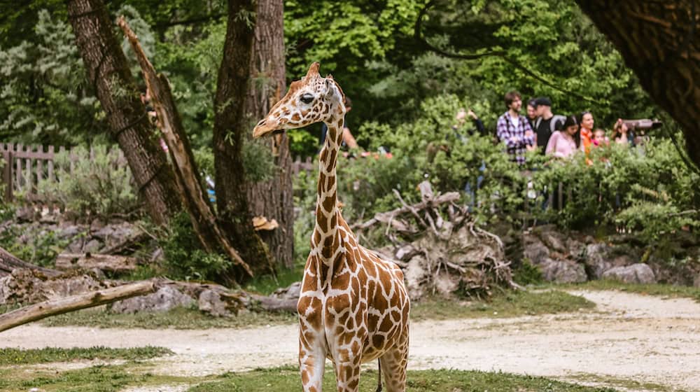 Netzgiraffe Taziyah lebte nach Angaben des Tierparks seit 2015 in München. (Archivbild) / Foto: Alina Siering/Tierpark Hellabrunn/dpa