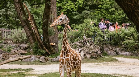 Netzgiraffe Taziyah lebte nach Angaben des Tierparks seit 2015 in München. (Archivbild) / Foto: Alina Siering/Tierpark Hellabrunn/dpa