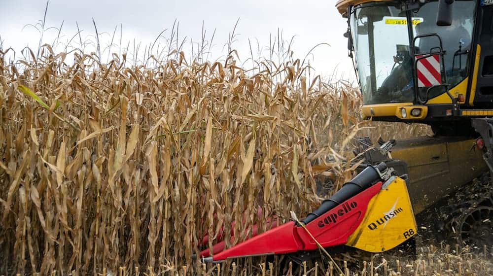 Der Gewinn der bayerischen Bauern ist im Schnitt gesunken. / Foto: Pia Bayer/dpa