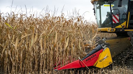 Der Gewinn der bayerischen Bauern ist im Schnitt gesunken. / Foto: Pia Bayer/dpa