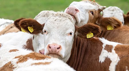 Die Zahl der Nutztierhalter in Bayern geht immer weiter zurück - genau wie die Zahl der landwirtschaftlichen Betriebe generell. (Archivbild) / Foto: Peter Kneffel/dpa