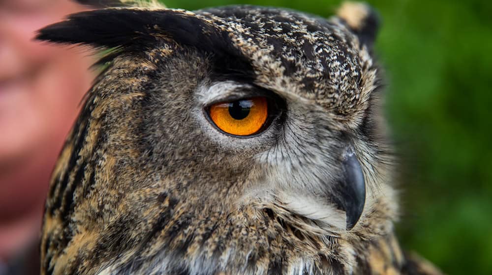 Viele Mäuse und Schutzkonzepte an Brutfelsen sind laut dem LBV für das Uhu-Rekordjahr verantwortlich. (Archivbild) / Foto: Daniel Karmann/dpa