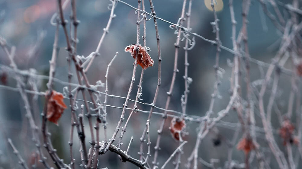 In Bayern beginnt die Woche frostig. (Archivbild) / Foto: Karl-Josef Hildenbrand/dpa