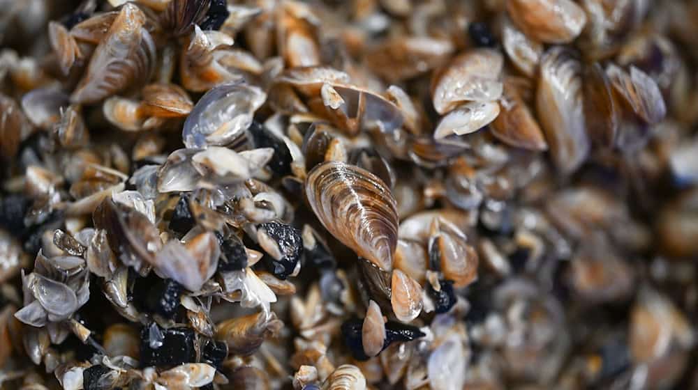 Die Muscheln richten einer Studie nach einen Millionenschaden an. (Archivbild)  / Foto: Felix Kästle/dpa