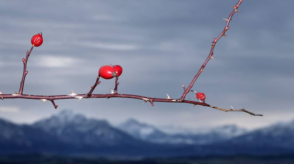 Nicht nur in den Alpen schneit und friert es: In den kommenden Tagen soll der Schnee schon ab 400 Metern fallen. (Archivbild) / Foto: Karl-Josef Hildenbrand/dpa