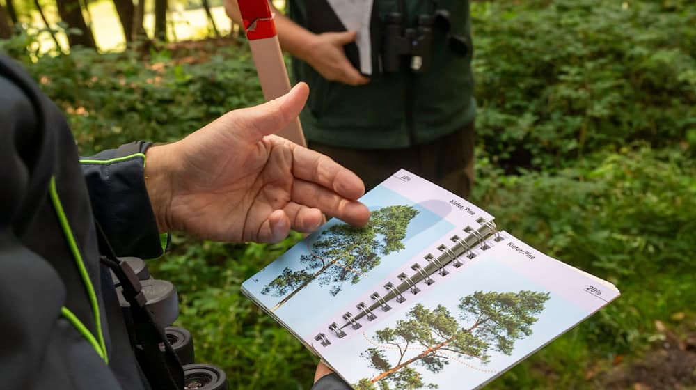 Bei der Waldzustandserhebung hatten geschulte Teams etwa 17.000 Bäume in Bayern untersucht. (Archivbild) / Foto: Peter Kneffel/dpa