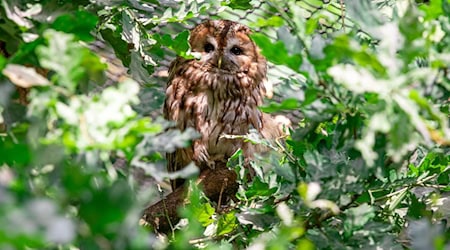 Der verirrte Waldkauz wird noch in einer Tierklinik untersucht. (Symbolbild) / Foto: Jens Büttner/dpa-Zentralbild/dpa