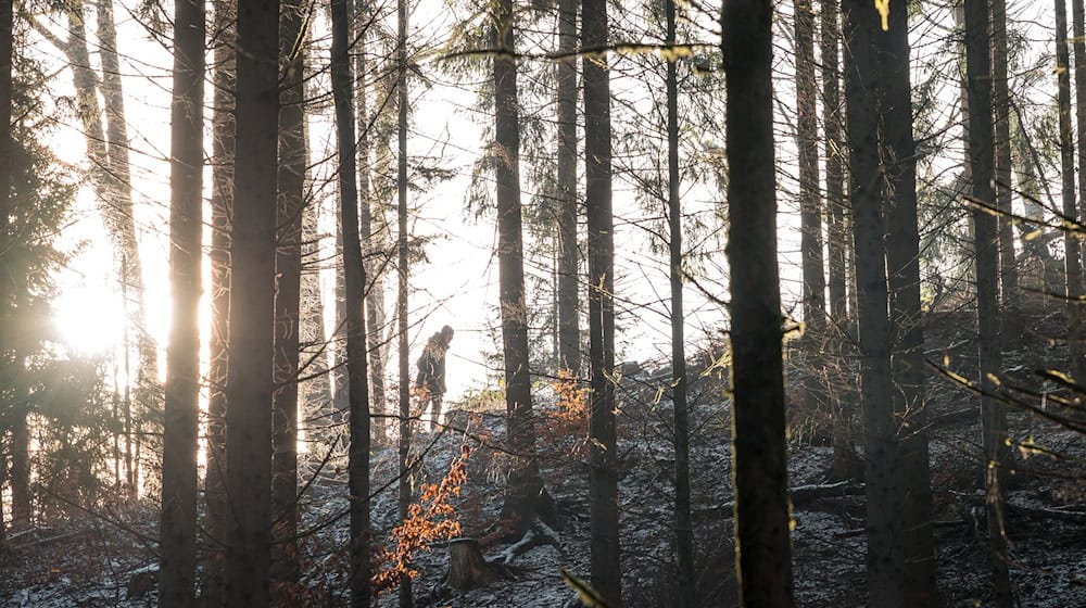 Wald ist oft in Privateigentum. Doch wem er genau gehört, ist bei manchen Flächen unklar.  / Foto: Daniel Vogl/dpa