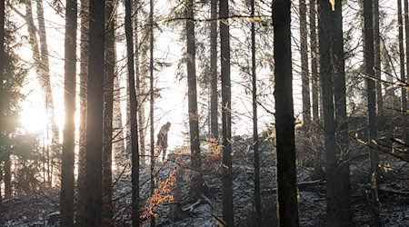 Wald ist oft in Privateigentum. Doch wem er genau gehört, ist bei manchen Flächen unklar.  / Foto: Daniel Vogl/dpa