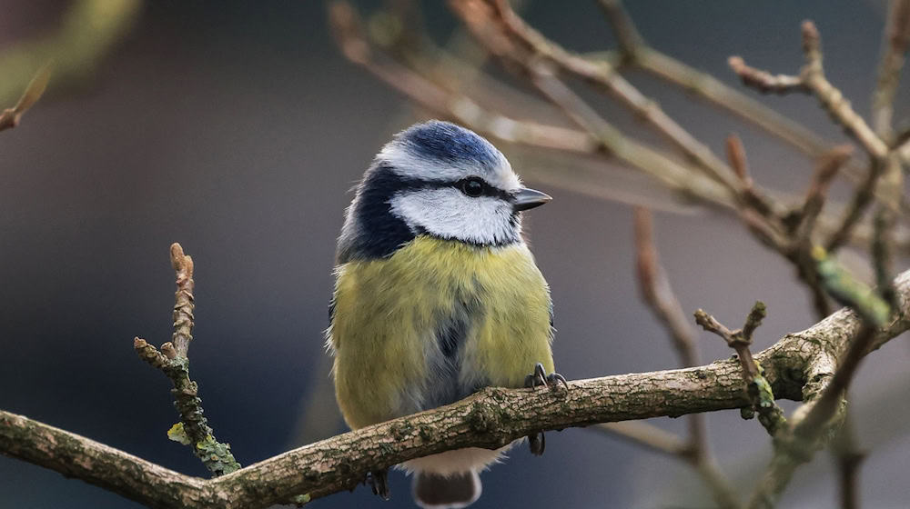 Die Aktion «Stunde der Wintervögel» ruft Interessierte auf, Vögel zu zählen - zum Beispiel Blaumeisen. (Archivbild) / Foto: Oliver Berg/dpa