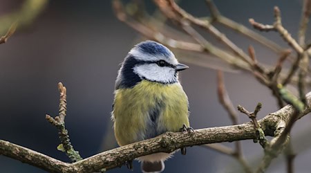 Die Aktion «Stunde der Wintervögel» ruft Interessierte auf, Vögel zu zählen - zum Beispiel Blaumeisen. (Archivbild) / Foto: Oliver Berg/dpa