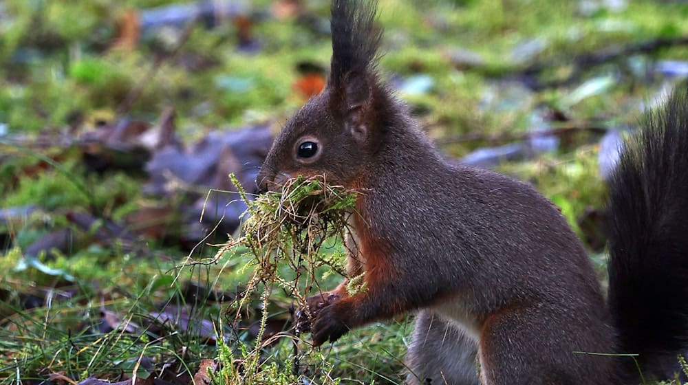 Eichhörnchen kommen flächendeckend in Bayern vor - überall dort, wo die Lebensbedingungen für sie ideal sind. / Foto: Karl-Josef Hildenbrand/dpa