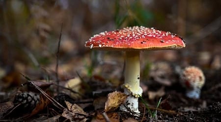 Das Gift des Fliegenpilzes in Gummibonbons führte nun zu einem Vekaufsverbot (Symbolbild). / Foto: Hendrik Schmidt/dpa-Zentralbild/dpa