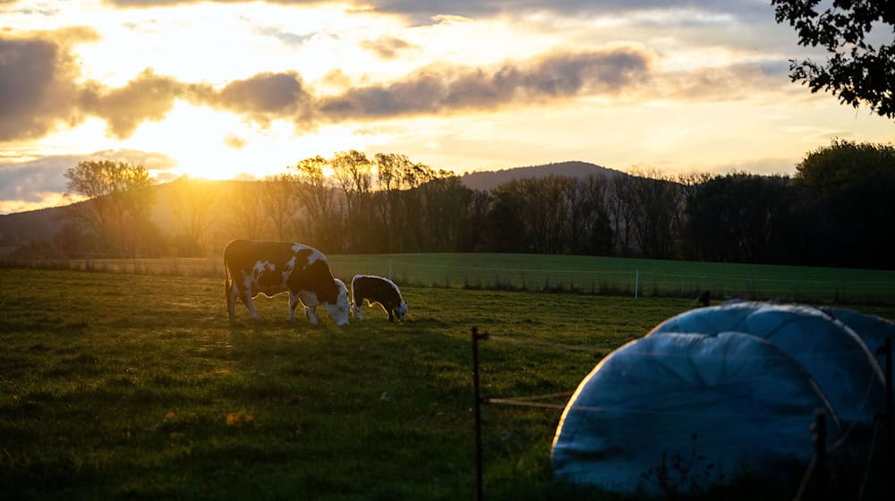Wegen der Kuh auf der falschen Weide gerieten zwei Landwirte in der Oberpfalz in Streit. (Symbolbild) / Foto: Pia Bayer/dpa