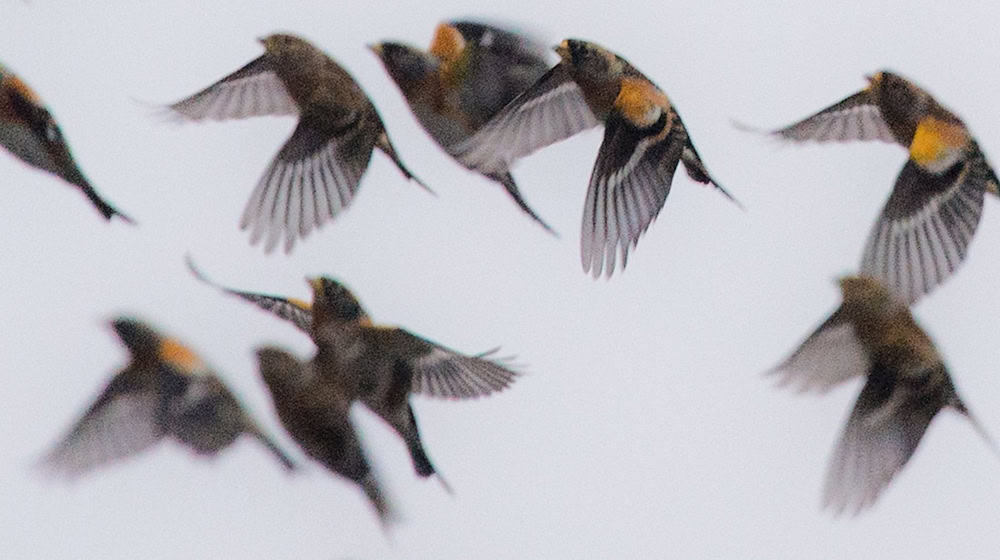 Der Bergfink brütet in Nord- und Osteuropa. Im Winter ist er oft in Bayern zu Gast. / Foto: Boris Roessler/dpa