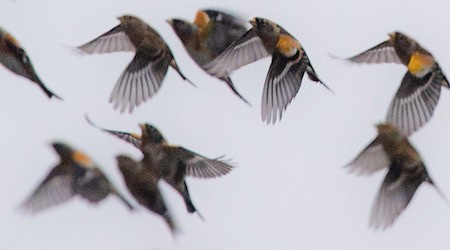 Der Bergfink brütet in Nord- und Osteuropa. Im Winter ist er oft in Bayern zu Gast. / Foto: Boris Roessler/dpa