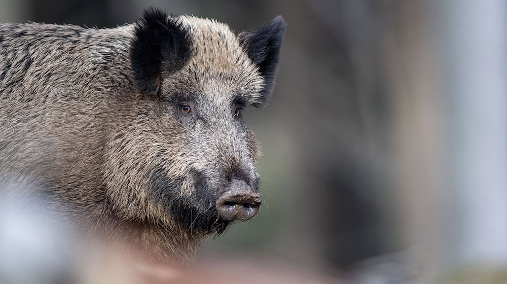 Ein Wildschwein steht auf einem Plateau im Tier-Freigelände im Nationalparkzentrum im Bayerischen Wald. (Archivbild) / Foto: Lino Mirgeler/dpa